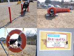 株式会社 BASE Dog Training School (さいたま市見沼区) (犬の幼稚園･保育園･ しつけ/アジリティー)