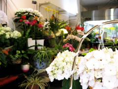 花喜三　－ハナキサ－　（さいたま市　浦和区）　生花店・フラワーアレンジメント・観葉植物