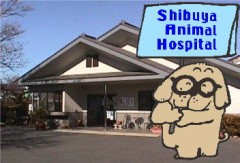 渋谷犬猫動物病院　（埼玉県久喜市）　動物病院